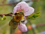 Cherry blossom bee