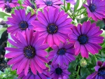 Purple Flowers