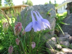 Columbine