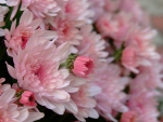 Chrysanthemums