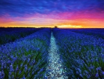 Lavender Field
