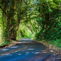 Road in a Mountain Forest