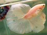 Betta beauty
