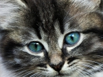 Kitty Aqua Eyes