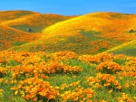 Wild flowers on Mountains
