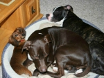 Zoey, C.J. and Tyson sharing a bed