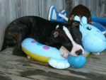 Tyson sitting on pool toys