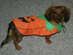 Zoey cute as a little pumpkin