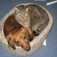 Zoey and Amy sharing the bed