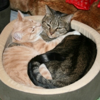 Isabella loving her sister Amy