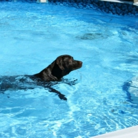 Chip going to get his frisbee