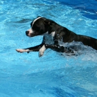 Tyson jumping in to get his ball