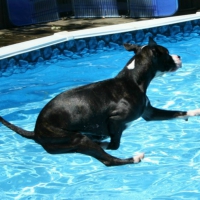 Ta Da! This is how Tyson jumps in the pool