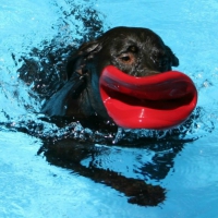 Chip and his frisbee lips