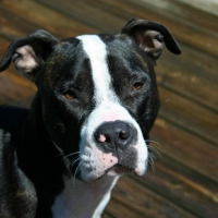 Tyson thinking about what trouble he can get into