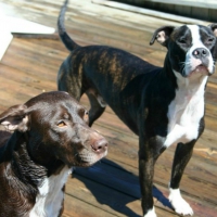 Tyson and C. J. waiting for mom to play