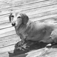 Robbie sunning on the deck