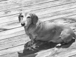 Robbie sunning on the deck