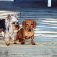 Chewy and Robbie enjoying sitting on the deck
