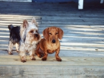 Chewy and Robbie enjoying sitting on the deck