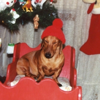 Robbie getting his Christmas picture taken