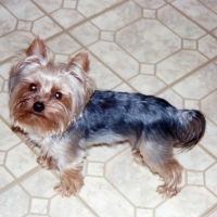 Chewy visiting his Nana Debbie's