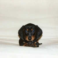 Harley enjoying her chair at home