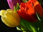 Tulips