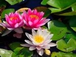 Waterlilies