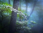 Foggy Forest