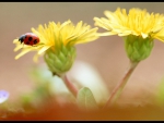 Dandelon with lady bug