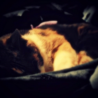 The Ninja Rests at Noon