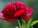 peony
