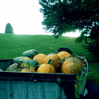 Pumpkins on the cart