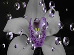 Orchid Bubbles