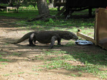 Komodo Dragon