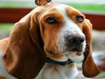 Basset and butterfly