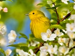 Bird in spring flowers