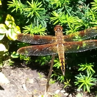 Dragonfly