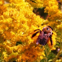 Bee