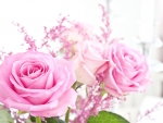 Beautiful Roses
