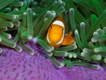 Clown Fish