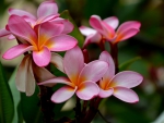 Plumeria for Adi