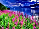 Lakeshore flowers