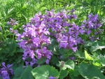 Purple Flowers