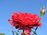 Red Rose Blue Sky Australia