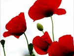 Red Poppies