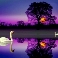 --The Colorful Swan Lake--