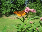 Speyeria Aphrodite on Milkweed