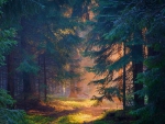 Morning Forest